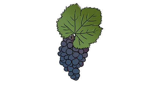 alicante bouschet grape variety amble wine