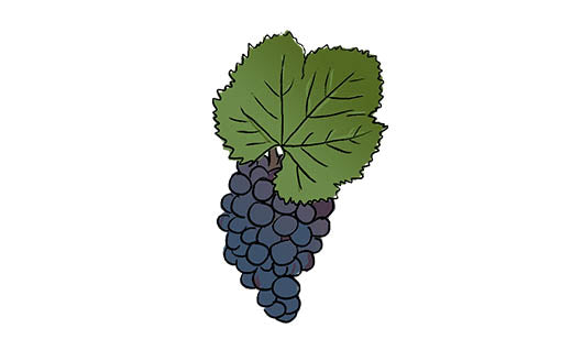 alicante bouschet grape variety amble wine