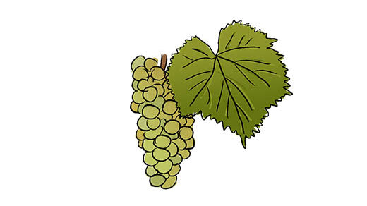 aligoté grape variety amble wine