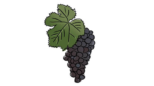 bobal grape variety amble wine