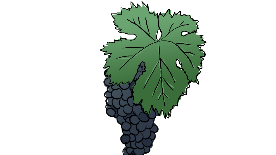 bonarda grape variety amble wine