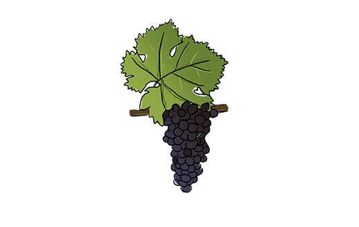 carménère grape variety amble wine
