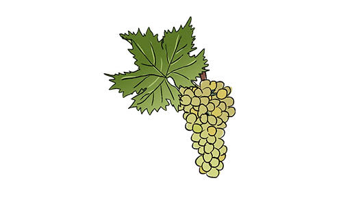 carricante grape variety amble wine