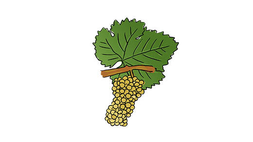 chenin blanc grape variety amble wine