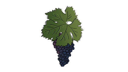 corvina grape variety amble wine