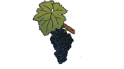 carignan grape variety amble wine