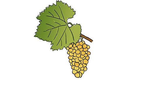 chardonnay grape variety amble wine