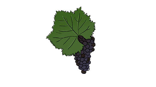 dolcetto grape variety amble wine