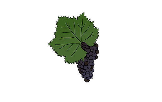 dolcetto grape variety amble wine