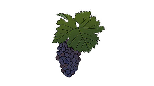 dornfelder grape variety amble wine