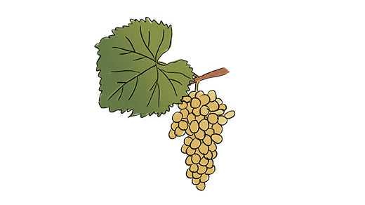 fiano grape variety amble wine