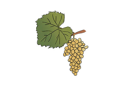 fiano grape variety amble wine