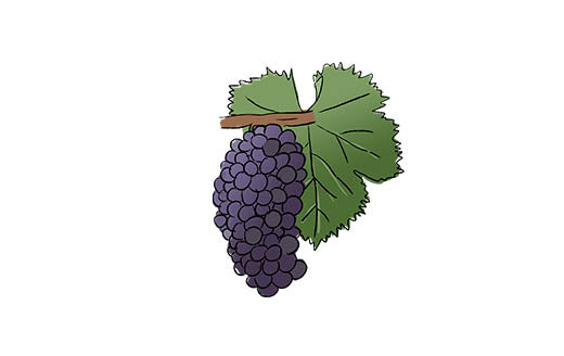 grenache grape variety amble wine