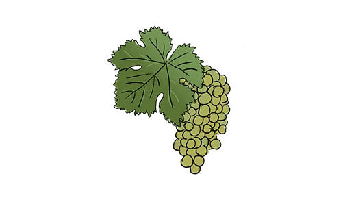 gruner veltliner grape variety amble wine