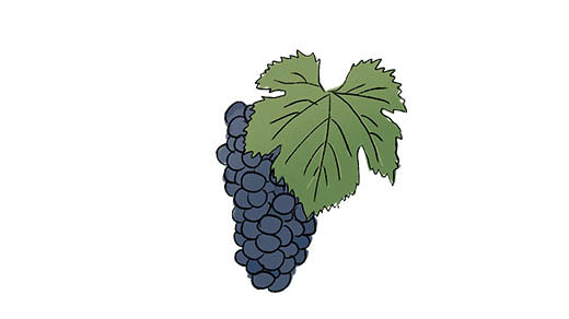 lambrusco salamino grape variety amble wine