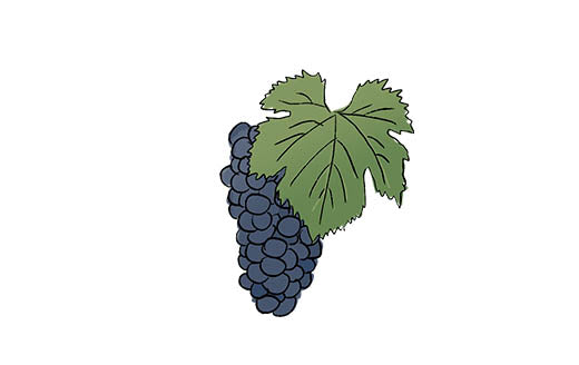 lambrusco salamino grape variety amble wine