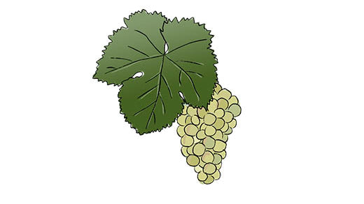 loureiro grape variety amble wine