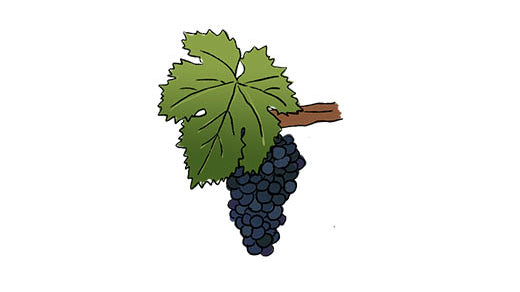 malbec grape variety amble wine