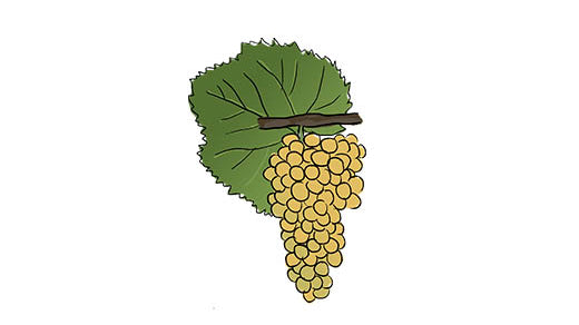 melon de bourgogne grape variety amble wine