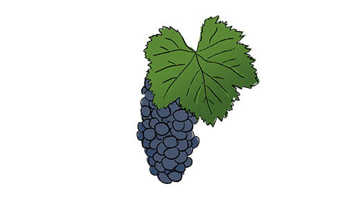 mencia grape variety amble wine