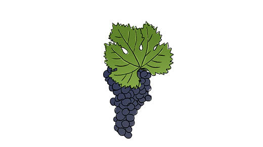 merlot grape variety amble wine