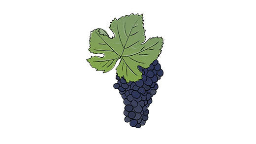 meunier grape variety amble wine