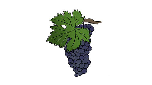 montepulciano grape variety amble wine