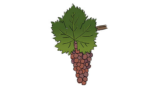 muscat à petits grains rouges grape variety amble wine