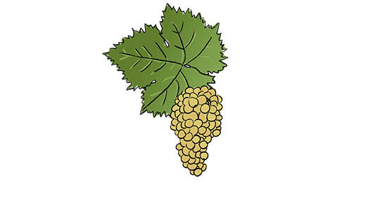 muscat blanc à petits grains