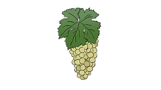 muller-thurgau grape variety amble wine