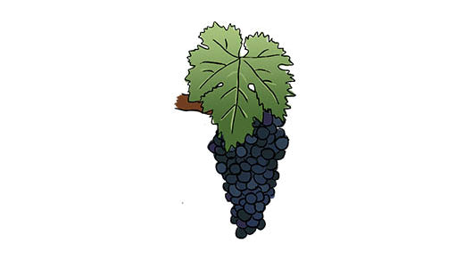negroamaro grape variety amble wine