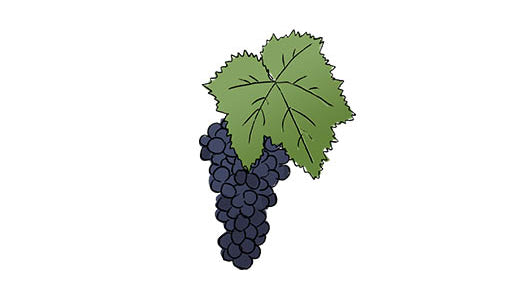 nero d'avola grape variety amble wine