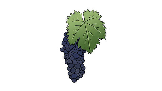 nerello mascalese grape variety amble wine
