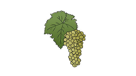 passerina grape variety amble wine