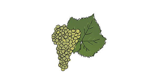 pecorino grape variety amble wine