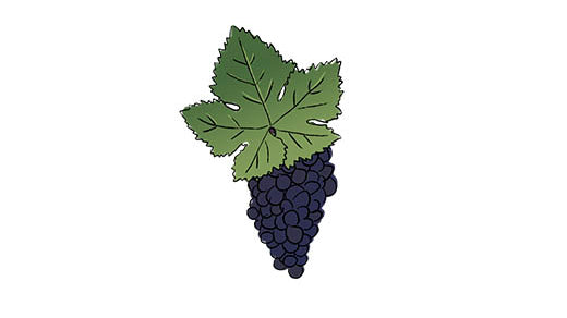 petite sirah grape variety amble wine