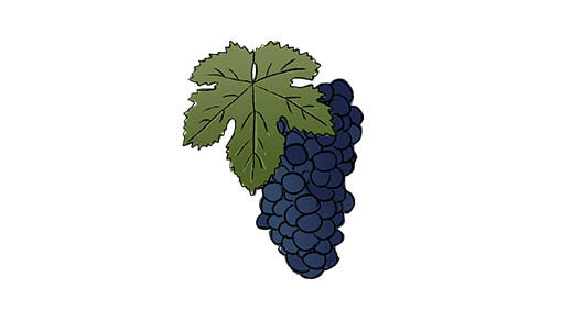 pinotage grape variety amble wine