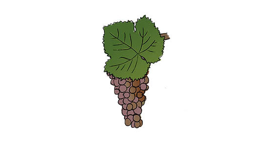 pinot gris grape variety amble wine