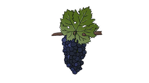 primitivo grape variety amble wine