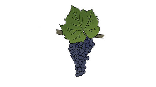 pinot noir grape variety amble wine