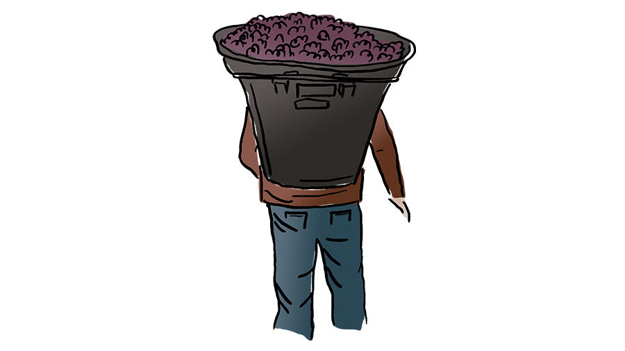 Machine vs. hand harvesting