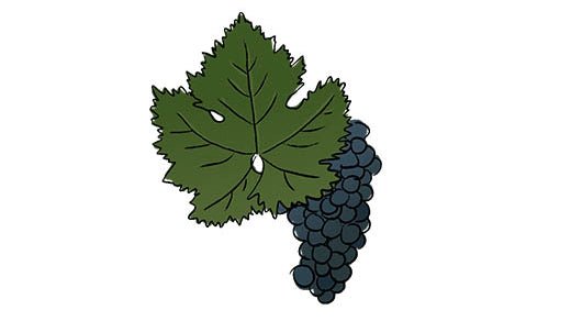 tempranillo grape variety amble wine