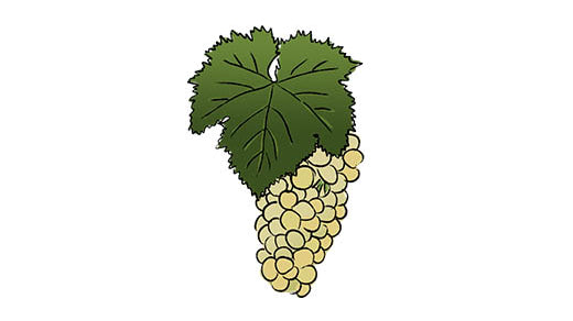 torrontes grape variety amble wine