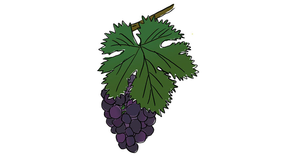 manto negro grape variety amble wine