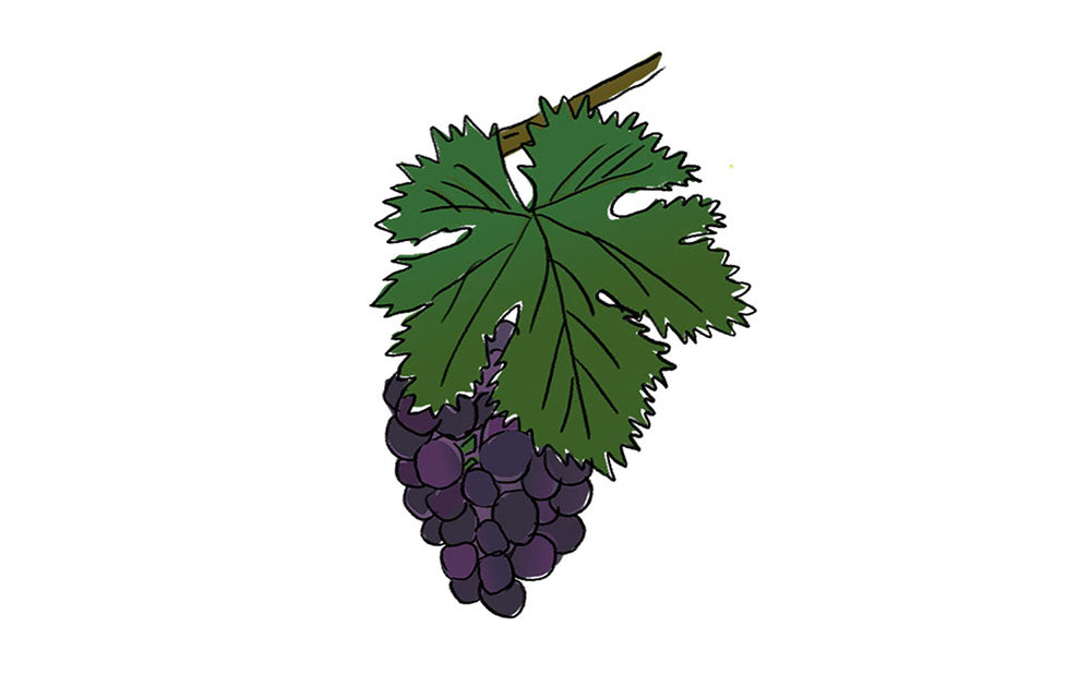 lambrusco grasparossa grape variety amble wine