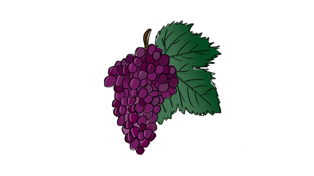 grolleau grape variety amble wine