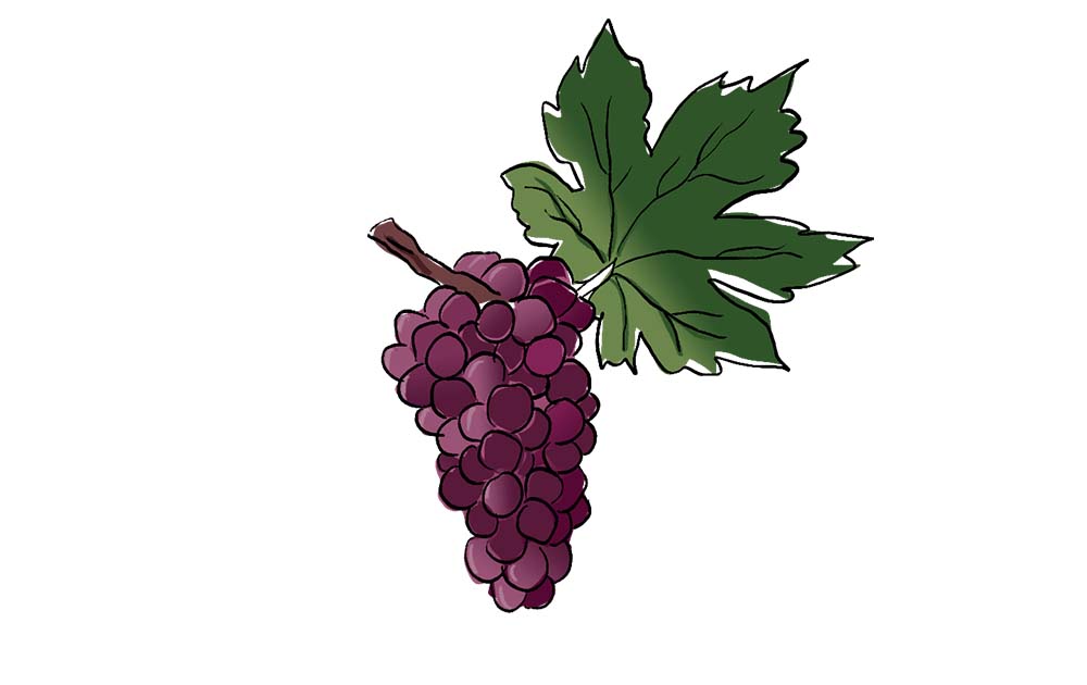 castelao grape variety amble wine
