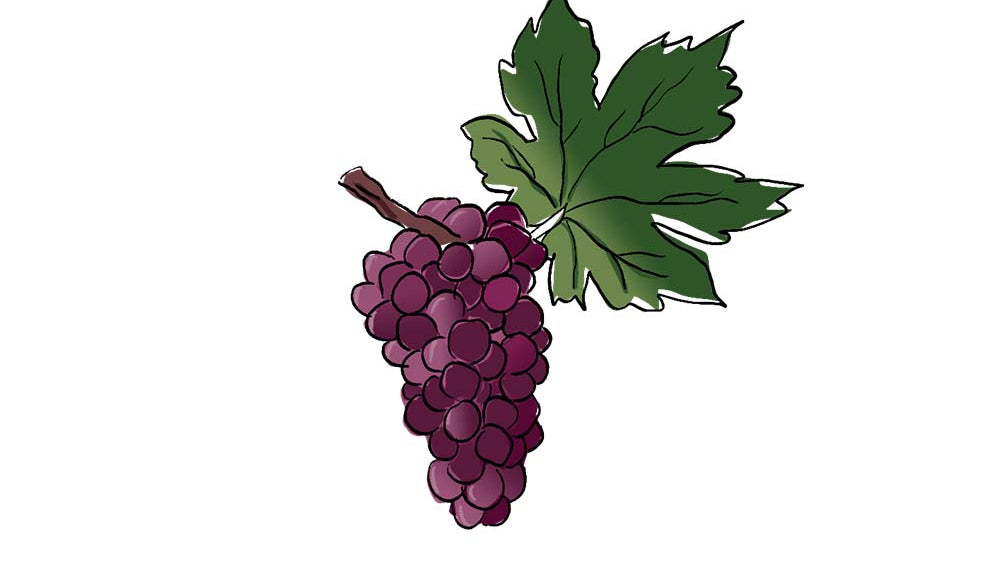 monica grape variety amble wine