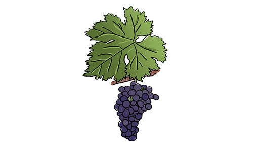 cabernet franc grape variety amble wine