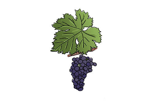 cabernet franc grape variety amble wine